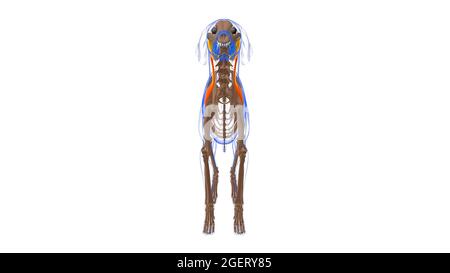 Omotransversarius muscle Dog muscle Anatomy For Medical Concept 3D Illustration Stock Photo