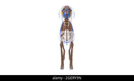 Peroneus Longus muscle Dog muscle Anatomy For Medical Concept 3D Illustration Stock Photo
