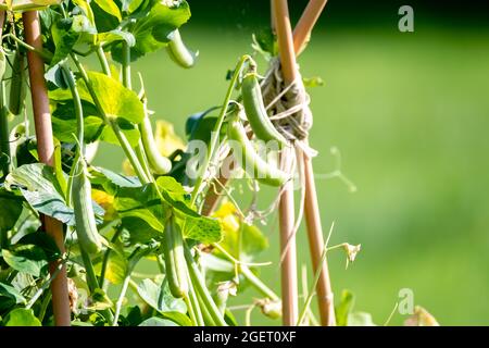 Sugar snap peas in the garden in County Donegal - Ireland. Stock Photo