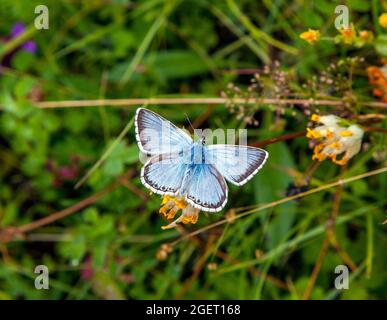 Chalk Hill blue butterfly Polyommatus coridon on the Chiltern Hills chalk downs hillside  nature reserve of Yoesden Bank Stock Photo