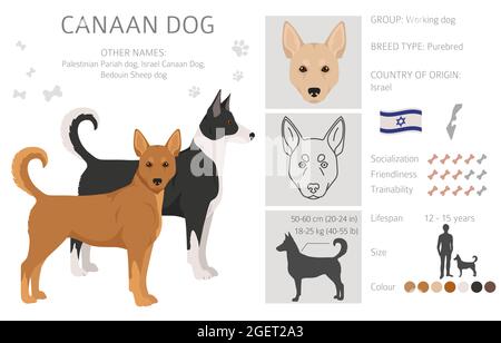 Canaan dog clipart. Different poses, coat colors set.  Vector illustration Stock Vector