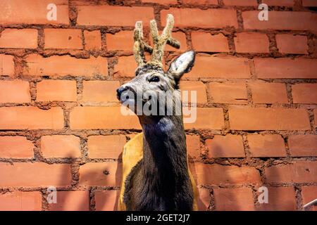 Deer head as a hunting trophy on the brick wall background. Stock Photo