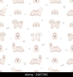 Coton de Tulear seamless pattern. Different poses, coat colors set.  Vector illustration Stock Vector