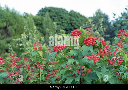 Berries of red viburnum or viburnum opulus on branches in an autumn garden. Stock Photo