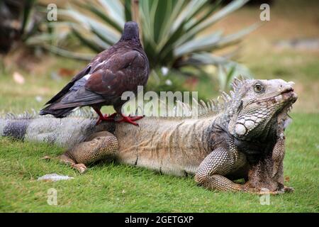 Iguana with a pigeon on its back in the grass, Guayaquil, Ecuador Stock Photo