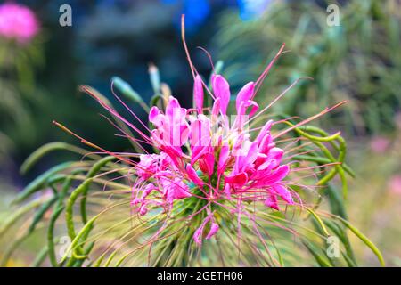 Spider flower. Cleome spinosa. Beautiful unusual exotic pink flowers on natural green background. Commonly known as spider bee plant, pink queen, gran Stock Photo