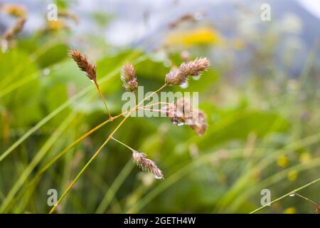 Selective focus shot of carex hirta growing in a field Stock Photo