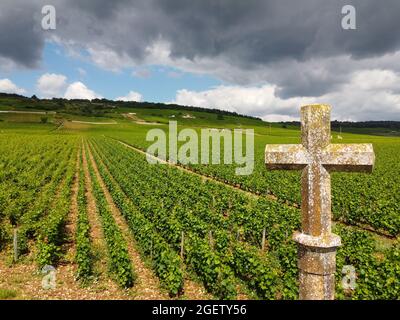 Aerian view on walled green grand cru and premier cru vineyards with rows of pinot noir grapes plants in Cote de nuits, making of famous red and white Stock Photo