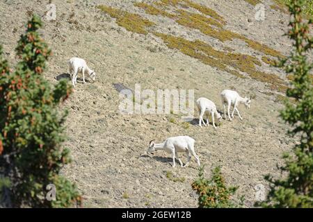 Dall sheep herd grazing on mountain slope, Yukon, Canada Stock Photo