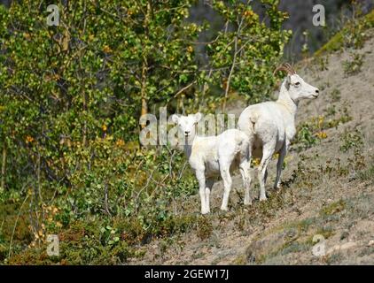 Dall sheep, mother and son, Yukon, Canada Stock Photo