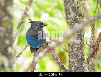 Steller's Jay on branch in the forest Stock Photo