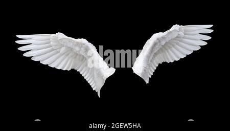 Front side juvenile white wing isolated on black background Stock Photo