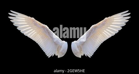 Shining golden white adult wing isolated on black background Stock Photo