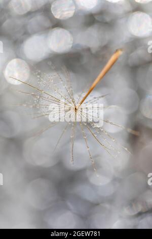 Macro shot of dandelion with water drops on it floating in the air. Living in a harmony. Stock Photo