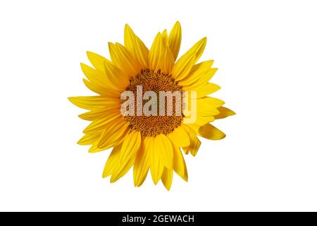 Fresh yellow sunflower petals isolated on white Stock Photo - Alamy