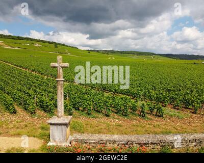 Aerian view on walled green grand cru and premier cru vineyards with rows of pinot noir grapes plants in Cote de nuits, making of famous red and white Stock Photo