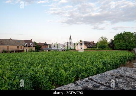 Aerian view on walled green grand cru and premier cru vineyards with rows of pinot noir grapes plants in Cote de nuits, making of famous red and white Stock Photo