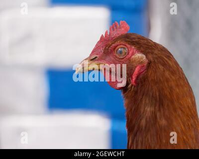 Chicken portrait side view, close-up. Portrait of a beautiful chicken with a comb on a blurred background. Copy space for text. Stock Photo