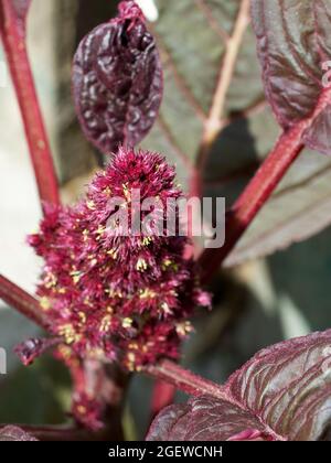 Leaves and flowers of crimson amaranth. Amaranthus is a cosmopolitan genus of annual or short-lived perennial plants. Most of the Amaranthus species a Stock Photo