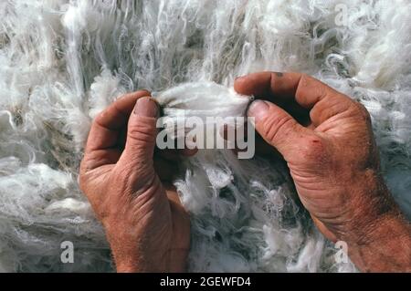 Australia. Animal farming. Close up of man's hands checking sheep's wool fleece. Stock Photo