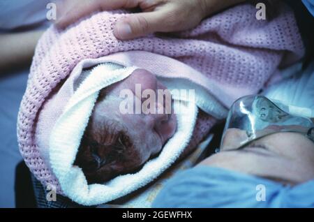 Medical hospital. Childbirth. Close up of newly born baby in mother's arms. Stock Photo