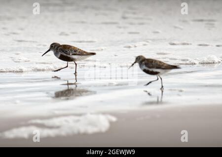 Dunlin (Calidris alpina) on a beach Stock Photo