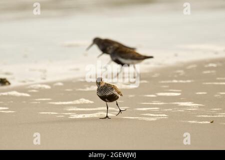 Dunlin (Calidris alpina) on a beach Stock Photo