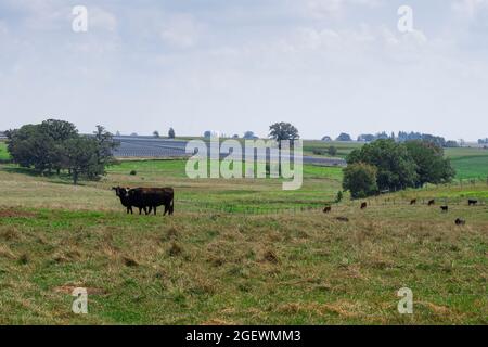 Cows grazing in a pasture with a solar farm  in the background Stock Photo