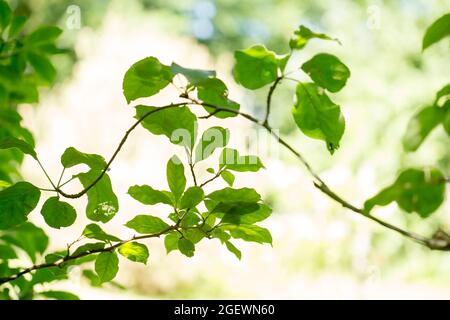 Two tree branches with green leaves. Early apples tree on blue sky Stock Photo