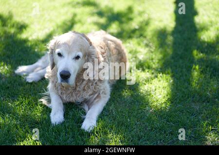 A Labrador retriever dog lies on a flat lawn under a tree in the shade. High quality photo Stock Photo