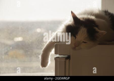 Cute black and white fluffy sweet cat enjoy laying on window at home on warm sunset evening sunlight. Calm pensive sunbathing domestic pet portrait at Stock Photo