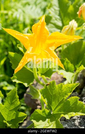 Edible courgette flowers on the field, summer. Stock Photo