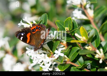Red admiral butterfly Stock Photo