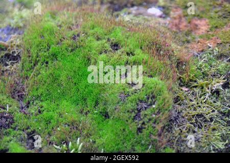 Beautiful green moss on the floor, close-up of moss, macro. Stock Photo