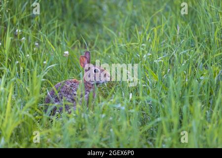 Eastern cottontail rabbit in a northern Wisconsin meadow. Stock Photo