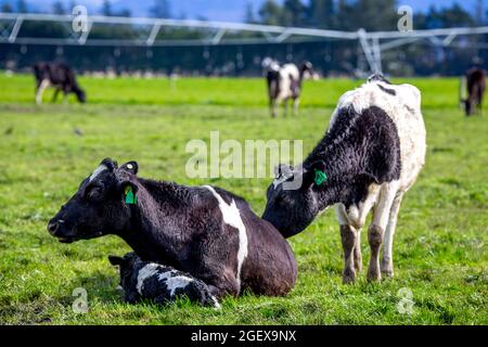 A mother friesian cow rests and protects her newborn calf in a field of pregnant dairy cows, Canterbury, New Zealand Stock Photo