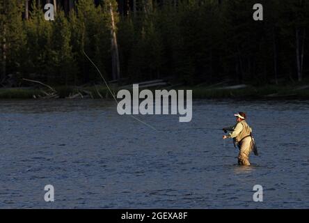 A woman is casting in the river.Woman fly fishing in the Firehole River ; Date:  15 June 2012 Stock Photo