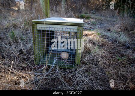 Traps set to capture predators like stoats and rats, are baited with chicken eggs and then the spring is set, Canterbury, New Zealand Stock Photo