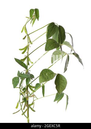 Green soybean bush isolated on white background. Stock Photo