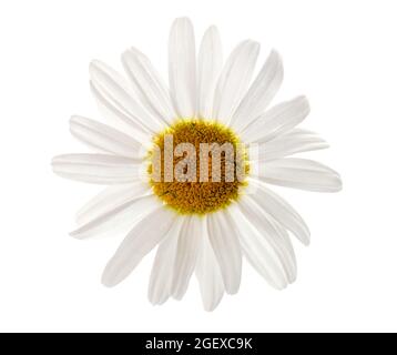 Chamomile flower isolated on white background. Medicinal herbal plant. Stock Photo