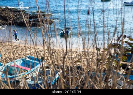Salvador, Bahia, Brazil - May 30, 2021: Plant branches in the strong sun of Rio Vermelho beach, in Salvador (BA). Stock Photo