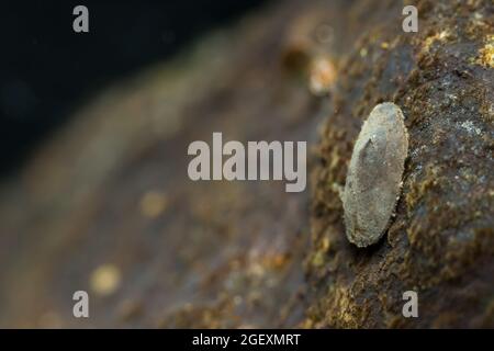 Lake limpet (Acroloxus lacustris) Stock Photo