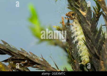 Net-spinning caddisfly larva (Hydropsyche) Stock Photo