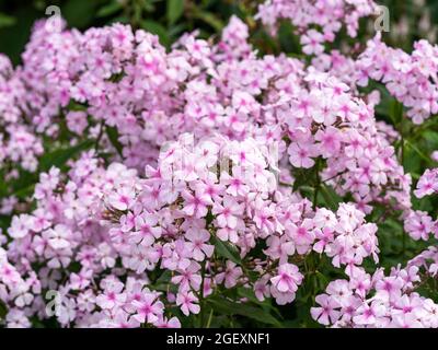 Closeup of flowers of Phlox paniculata Discovery Stock Photo