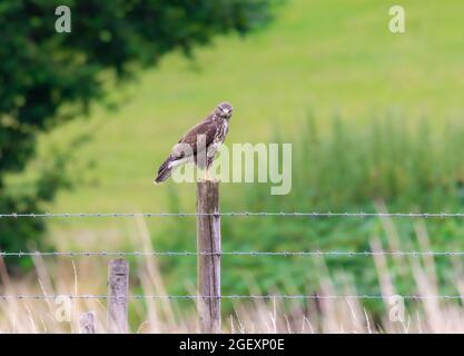 Common Buzzard Stock Photo