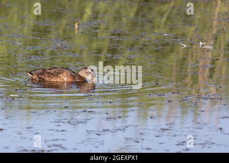 Mallard Stock Photo