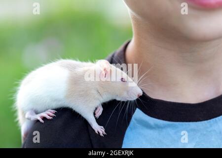 Boy holds cute domestic rat on top of his shoulder Stock Photo