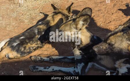 African wild dog close up (Lycaon pictus) or Cape hunting dog or painted dog group lying down in Namibia, Africa Stock Photo