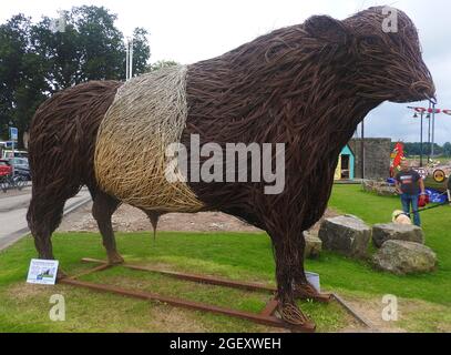 Kelton, the one ton wickerwork  sculpture of a Belted Galloway breed bull, on display & Kirkcudbright, Scotland, Aug 2021.  Recognised as a distinctive breed in 1929, the Belted Galloway is a traditional Scottish breed of beef cattle. It is  derived from the Galloway cattle of the Galloway region of south-western Scotland, The  Belted Galloway suffered heavily during the epidemic of foot-and-mouth disease in the British Isles in 2001 and was for a time an at risk breed. Stock Photo