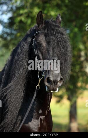 Friesian Horse. Black stallion portrait on a autumn meadow Stock Photo